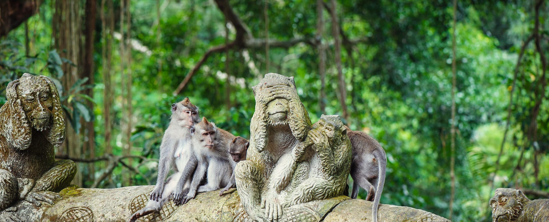 Affen auf Bali - Spaß für Kinder