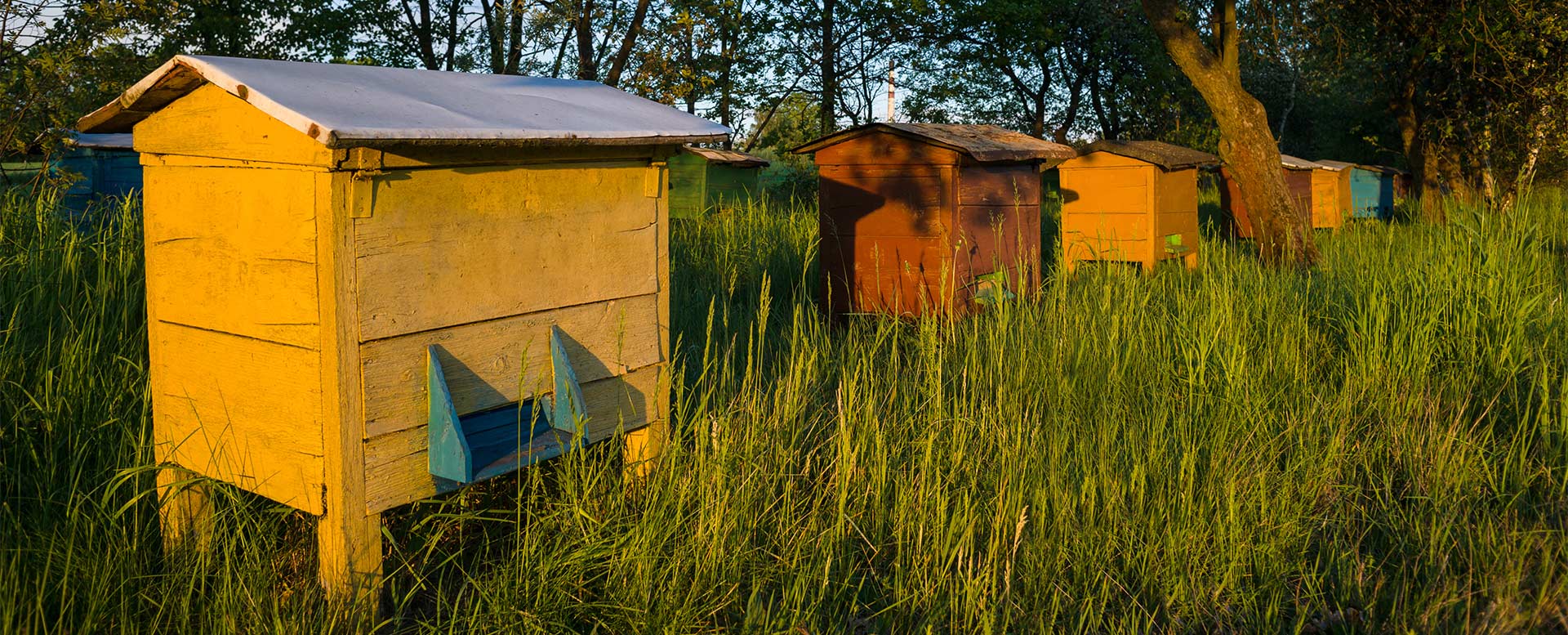 Bienenkästen zur Bienenhaltung