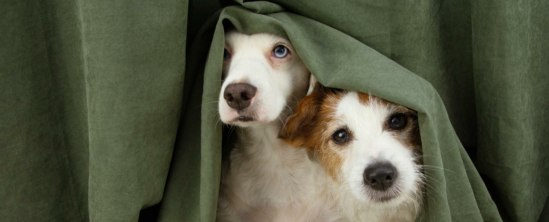 Angst vor Gewitter: Hund beruhigen